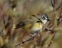 Blue-headed Vireo Vireo solitarius