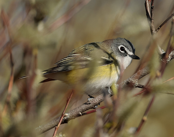 Blue-headed Vireo Vireo solitarius