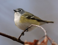 Blue-headed Vireo Vireo solitarius