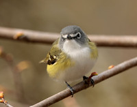 Blue-headed Vireo Vireo solitarius