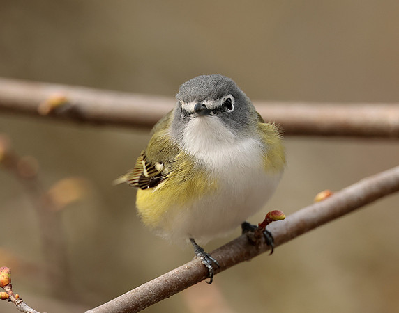 Blue-headed Vireo Vireo solitarius
