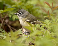 Blue-headed Vireo Vireo solitarius