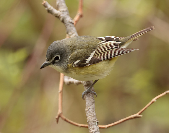 Blue-headed Vireo Vireo solitarius