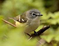 Blue-headed Vireo Vireo solitarius
