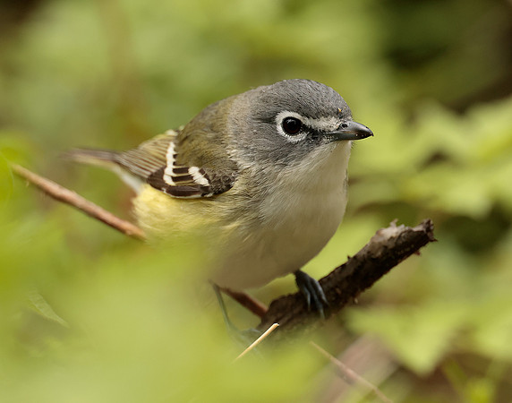 Blue-headed Vireo Vireo solitarius