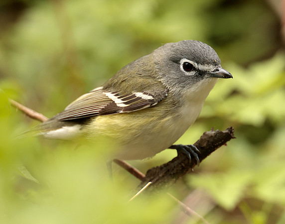 Blue-headed Vireo Vireo solitarius