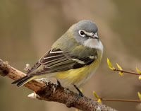 Blue-headed Vireo Vireo solitarius