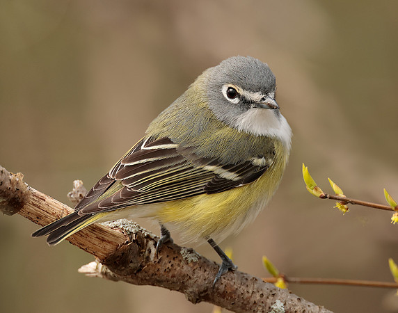 Blue-headed Vireo Vireo solitarius