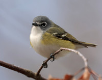 Blue-headed Vireo Vireo solitarius