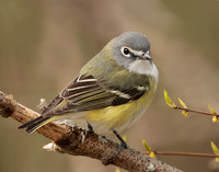Blue-headed Vireo Vireo solitarius