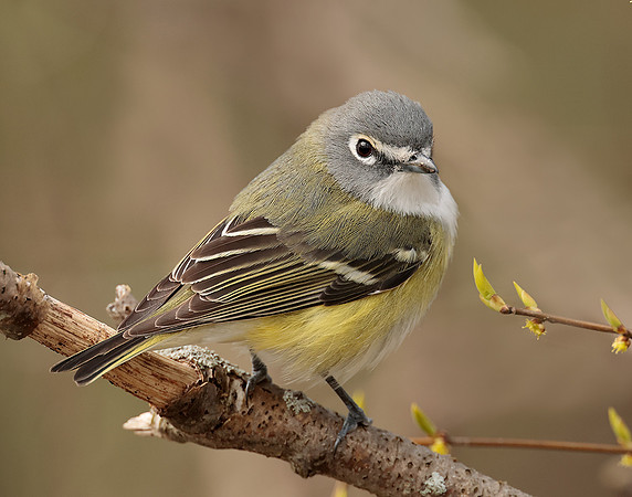 Blue-headed Vireo Vireo solitarius