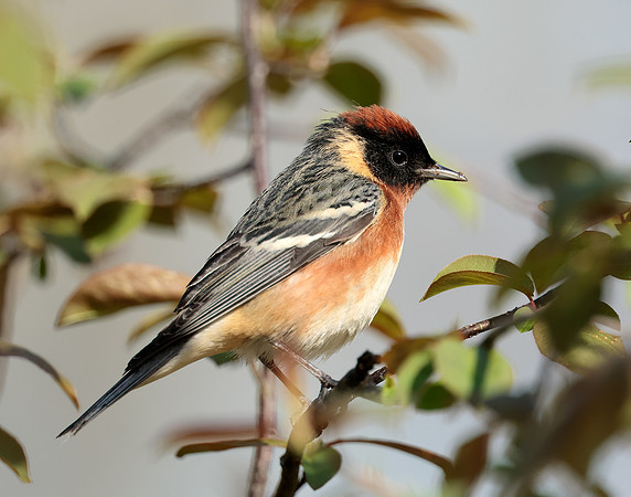 Bay-breasted Warbler Setophaga castanea