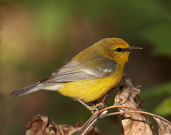 Blue-winged Warbler Vermivora cyanoptera