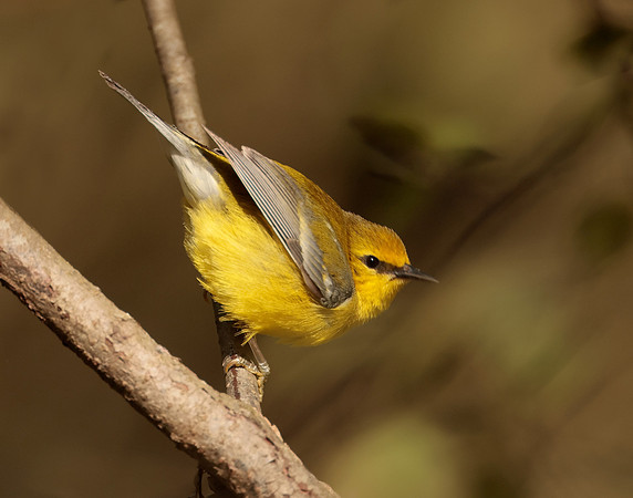 Blue-winged Warbler Vermivora cyanoptera