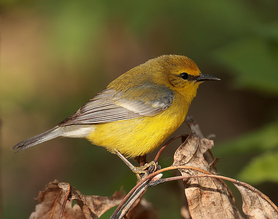Blue-winged Warbler Vermivora cyanoptera