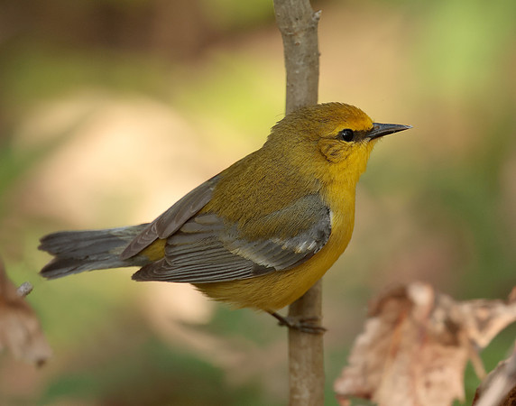Blue-winged Warbler Vermivora cyanoptera