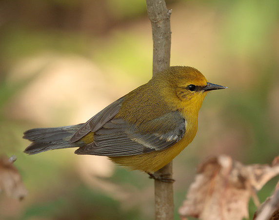 Blue-winged Warbler Vermivora cyanoptera
