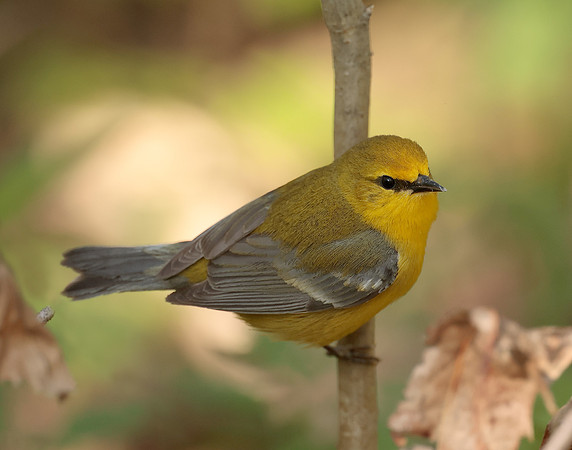 Blue-winged Warbler Vermivora cyanoptera