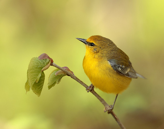 Blue-winged Warbler Vermivora cyanoptera