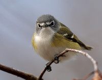 Blue-headed Vireo Vireo solitarius