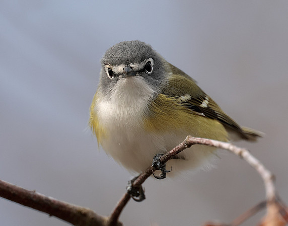 Blue-headed Vireo Vireo solitarius