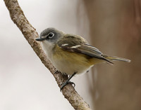 Blue-headed Vireo Vireo solitarius