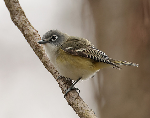Blue-headed Vireo Vireo solitarius