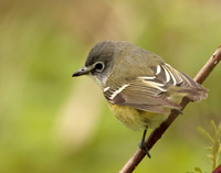 Blue-headed Vireo Vireo solitarius