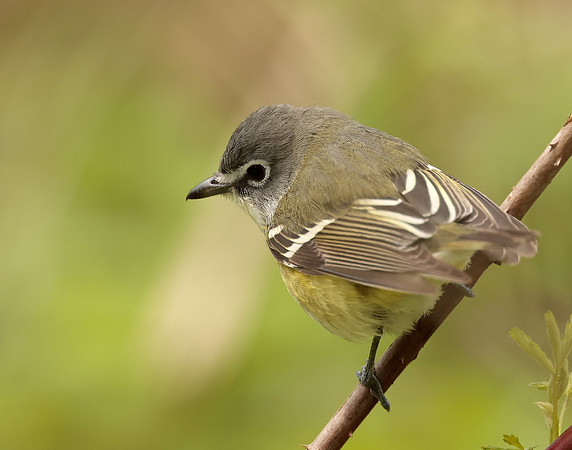 Blue-headed Vireo Vireo solitarius