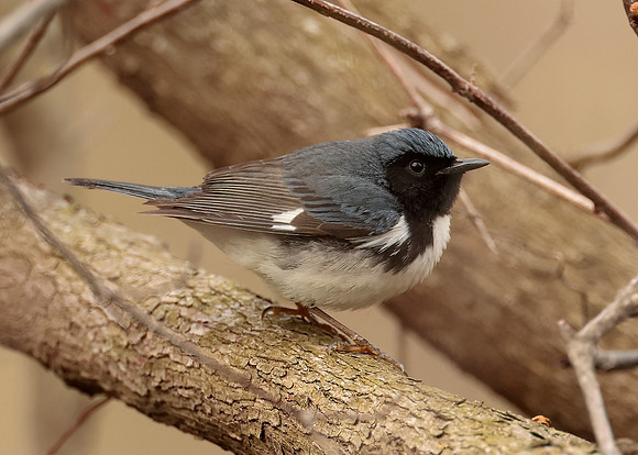 Black-throated Blue Warbler Setophaga caerulescens