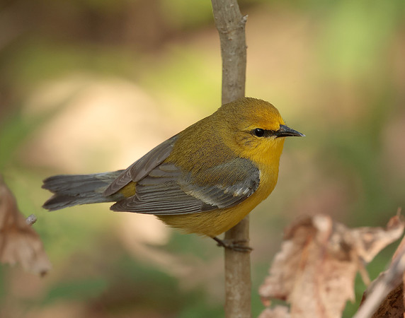 Blue-winged Warbler Vermivora cyanoptera