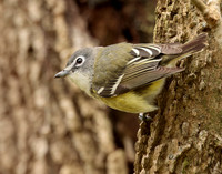 Blue-headed Vireo Vireo solitarius