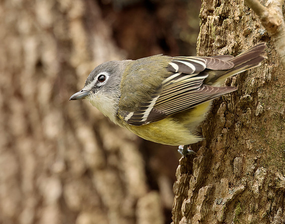 Blue-headed Vireo Vireo solitarius