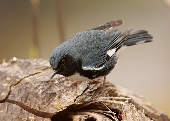 Black-throated Blue Warbler Setophaga caerulescens