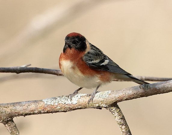Bay-breasted Warbler Setophaga castanea
