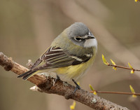 Blue-headed Vireo Vireo solitarius