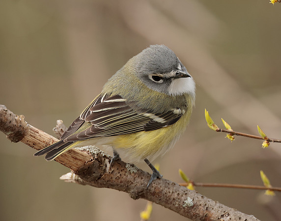 Blue-headed Vireo Vireo solitarius