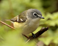 Blue-headed Vireo Vireo solitarius