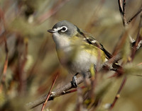 Blue-headed Vireo Vireo solitarius