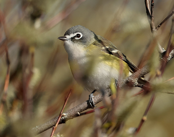 Blue-headed Vireo Vireo solitarius