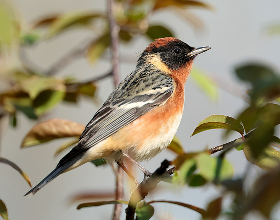 Bay-breasted Warbler Setophaga castanea