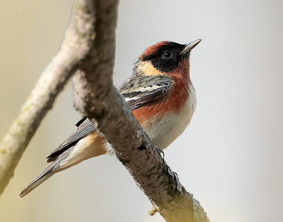 Bay-breasted Warbler Setophaga castanea