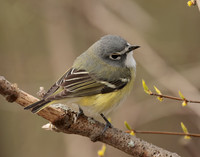 Blue-headed Vireo Vireo solitarius