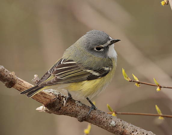 Blue-headed Vireo Vireo solitarius