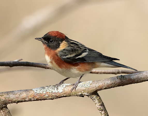 Bay-breasted Warbler Setophaga castanea