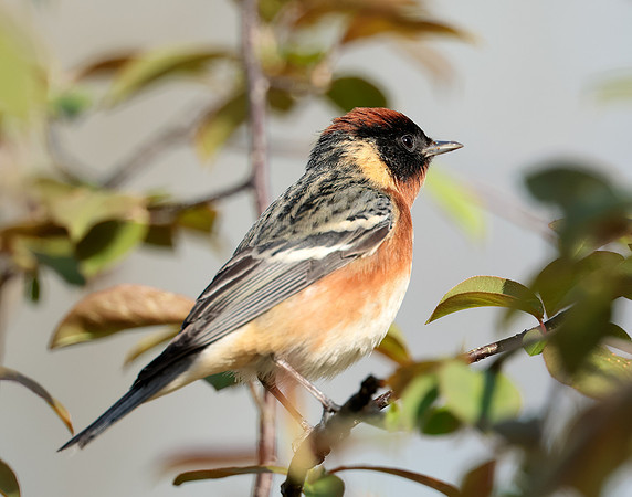 Bay-breasted Warbler Setophaga castanea