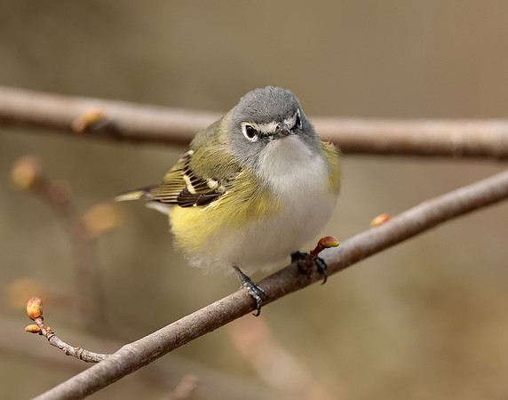 Blue-headed Vireo Vireo solitarius