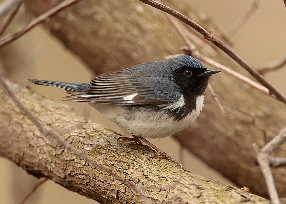 Black-throated Blue Warbler Setophaga caerulescens
