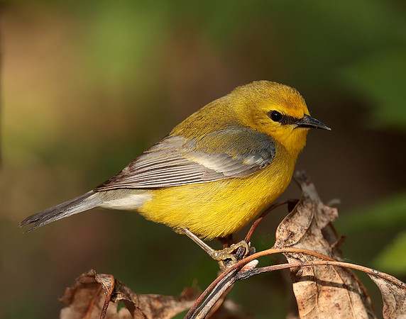 Blue-winged Warbler Vermivora cyanoptera