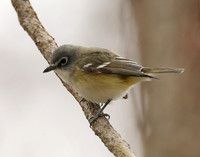 Blue-headed Vireo Vireo solitarius